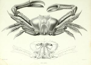 Cancer : quelle est l’origine de ce mot ?